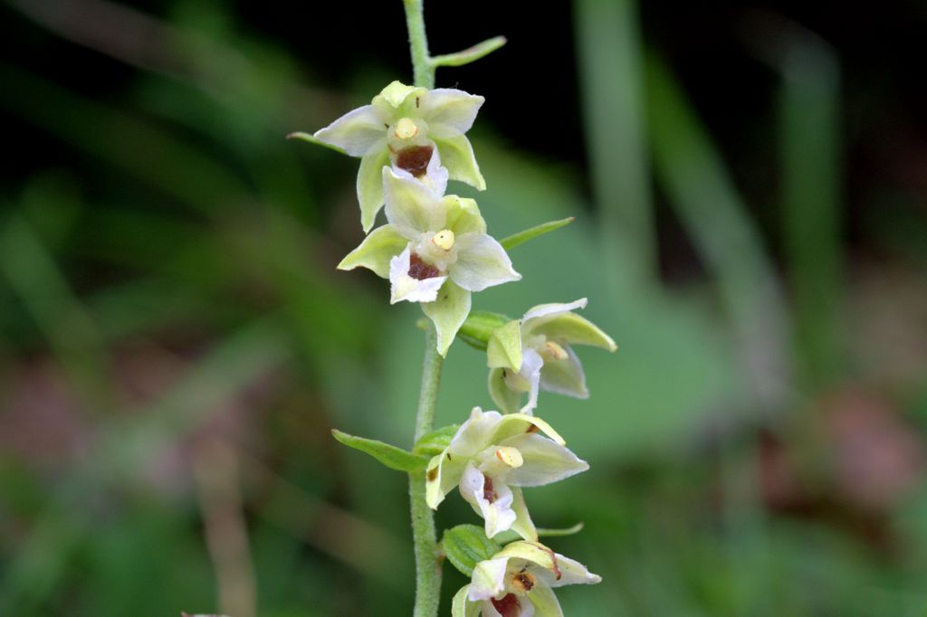 Epipactis muelleri?